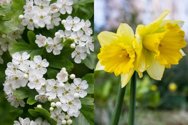 <p>Hawthorn - the mayflower - and daffodils are among the species out early</p>