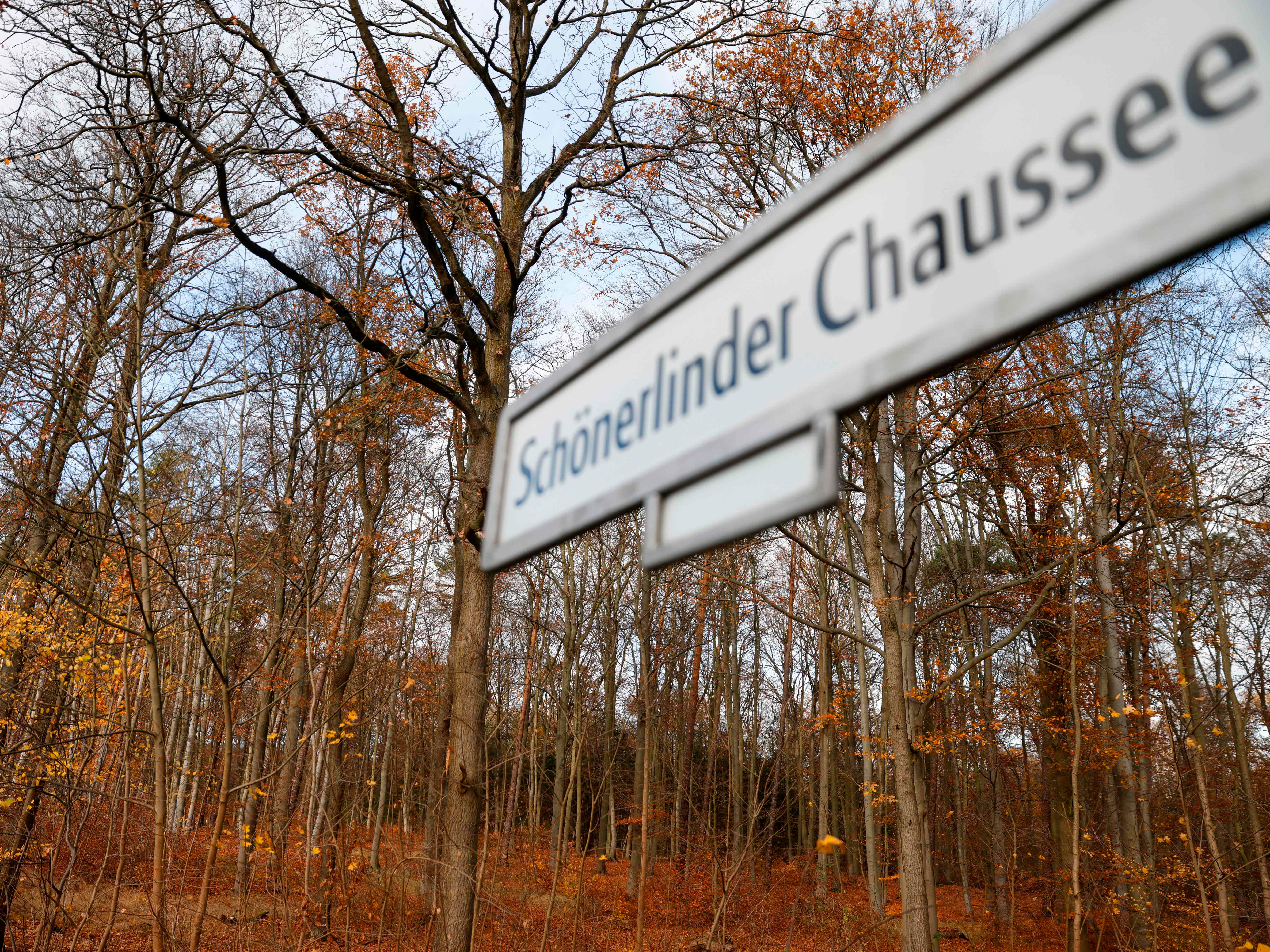 Parts of the victim’s body were discovered in a forest in a Berlin suburb (pictured) in November 2020