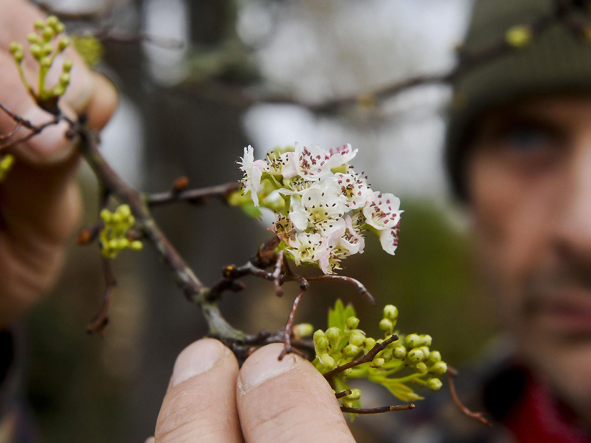 Early Hawthorn bloom of particular concern to botanists