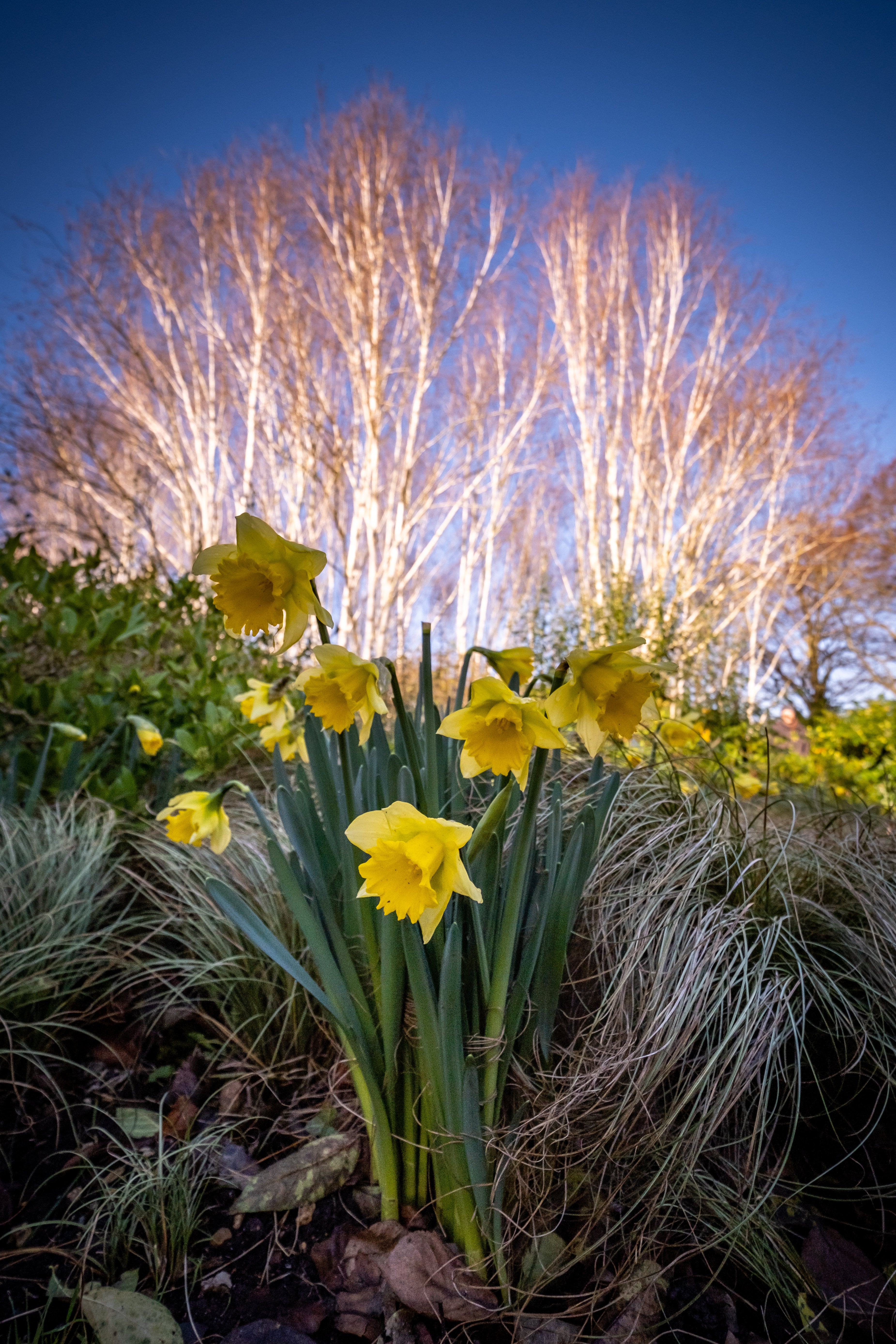 Daffodils out weeks early after unseasonable weather