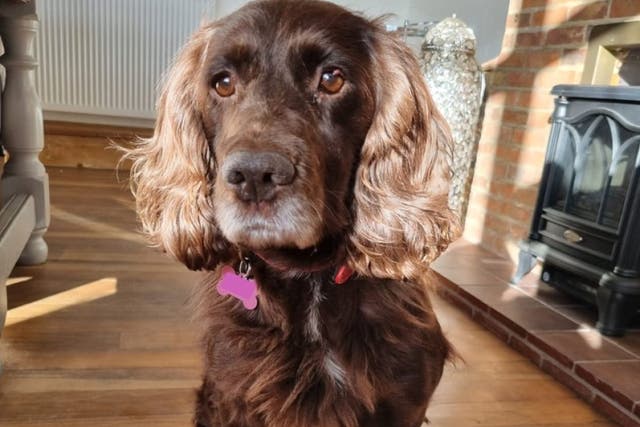 Cassie’s owners said they hope the news ‘brings hope’ to those with missing or stolen dogs (Sussex Police/PA)
