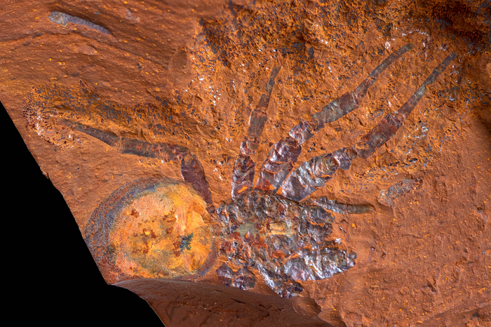 A spider fossil, among the thousands found in the new site
