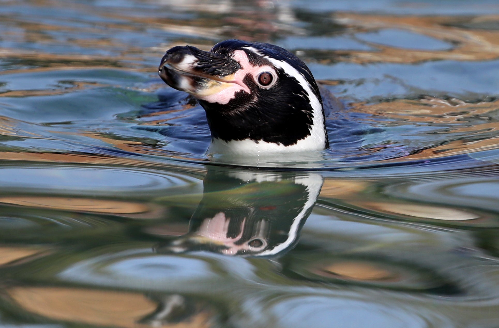 A Humboldt penguin swims in its pond (Andrew Milligan/PA)