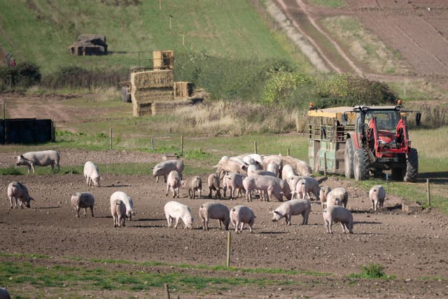 <p>Piggies in the middle:  small farms could soon be forced out of business </p>