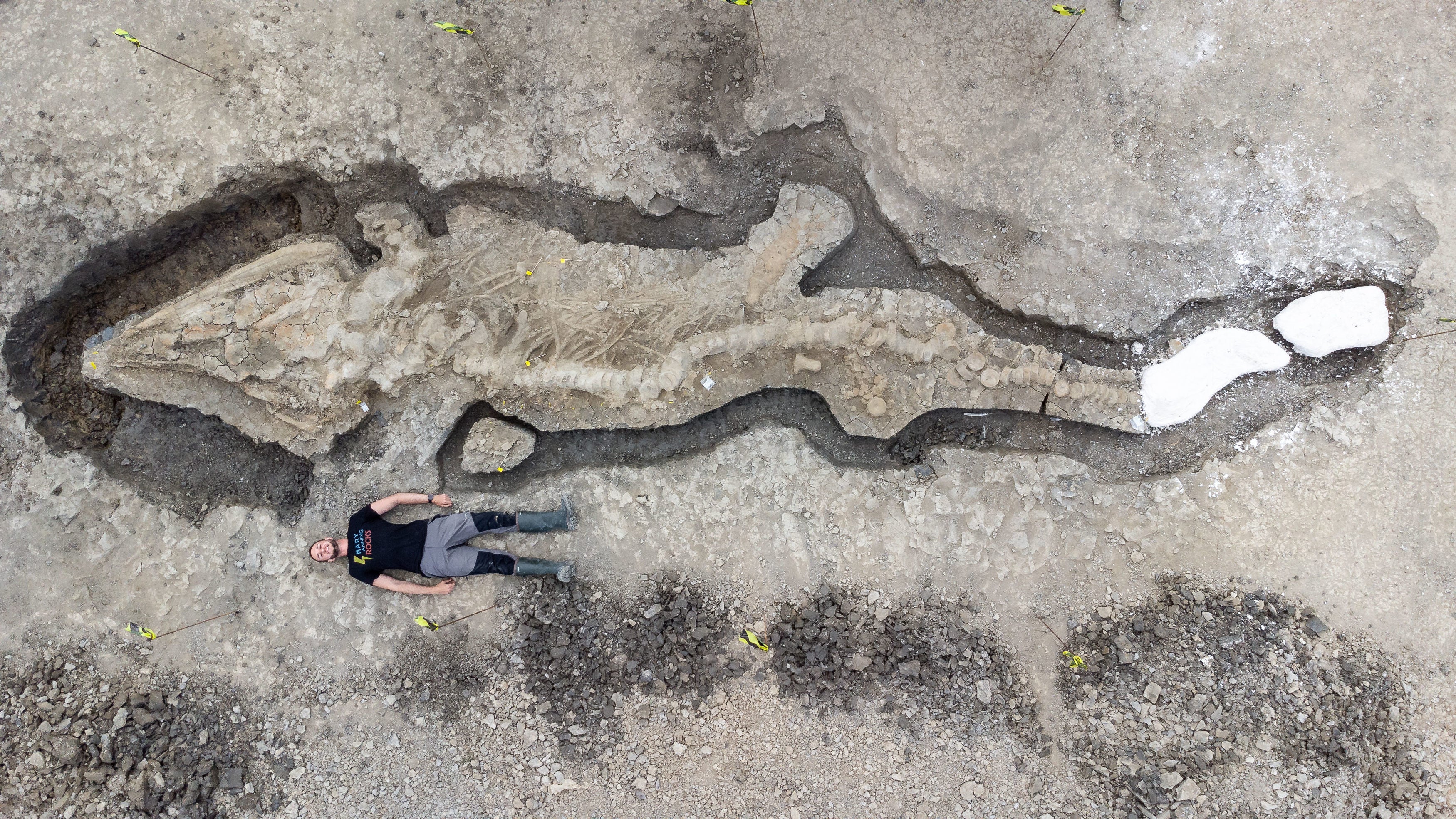 The remains were dug out by a team of expert palaeontologists