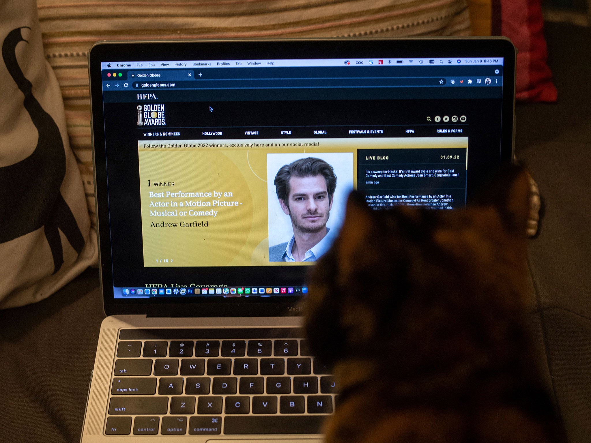 A cat watches the live announcements of this year’s Golden Globes winners, which took place on Twitter and the official Globes site
