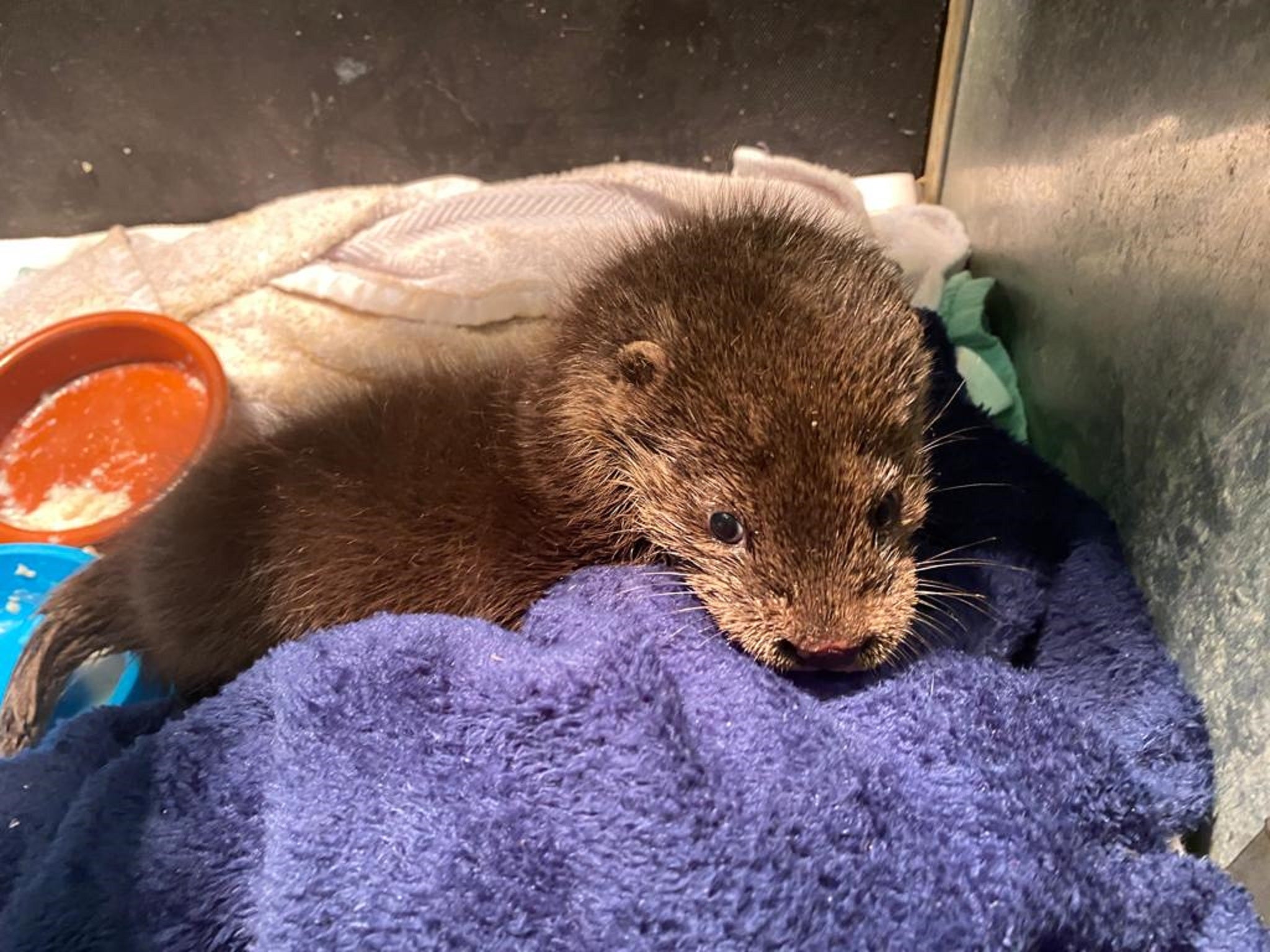 Eve the otter was found in a bin on Christmas Eve in Durham (RSPCA)