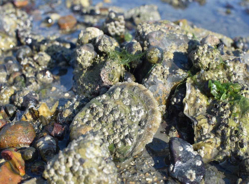 Native oysters at Chichester Harbour (Dr Luke Helmer/PA)