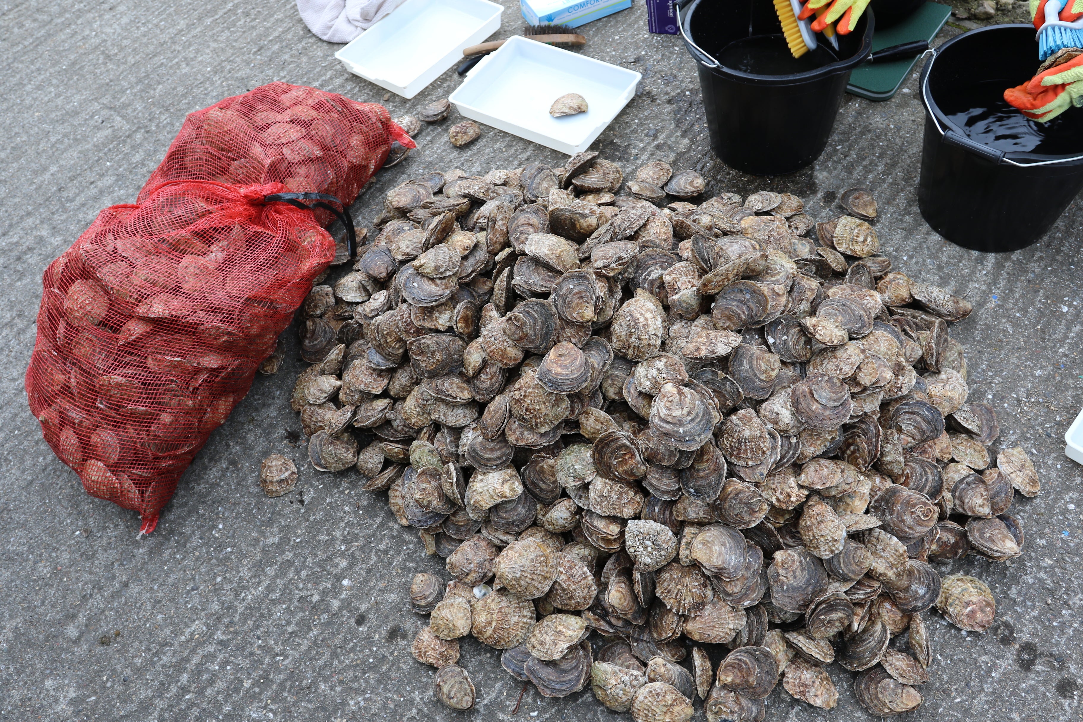 There are a number of projects trying to restore the UK’s native oyster beds (ZSL/PA)