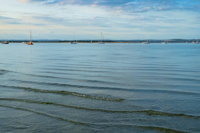 <p>Vibrio bacteria was found in shellfish samples from Chichester Harbour</p>