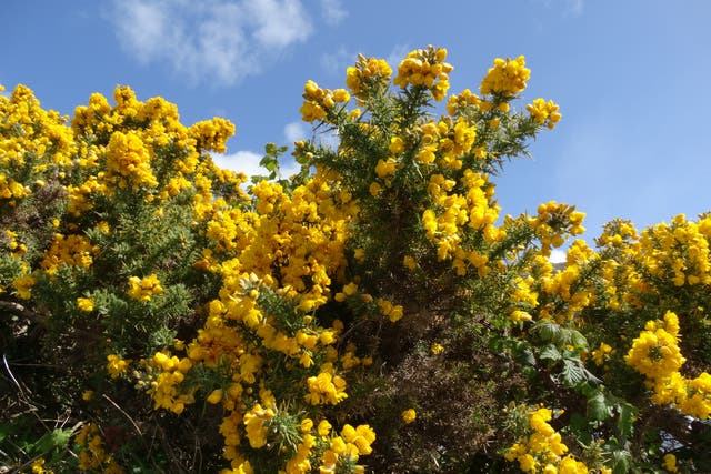 <p>A researcher suggested humans could think about using gorse for protein in the future</p>