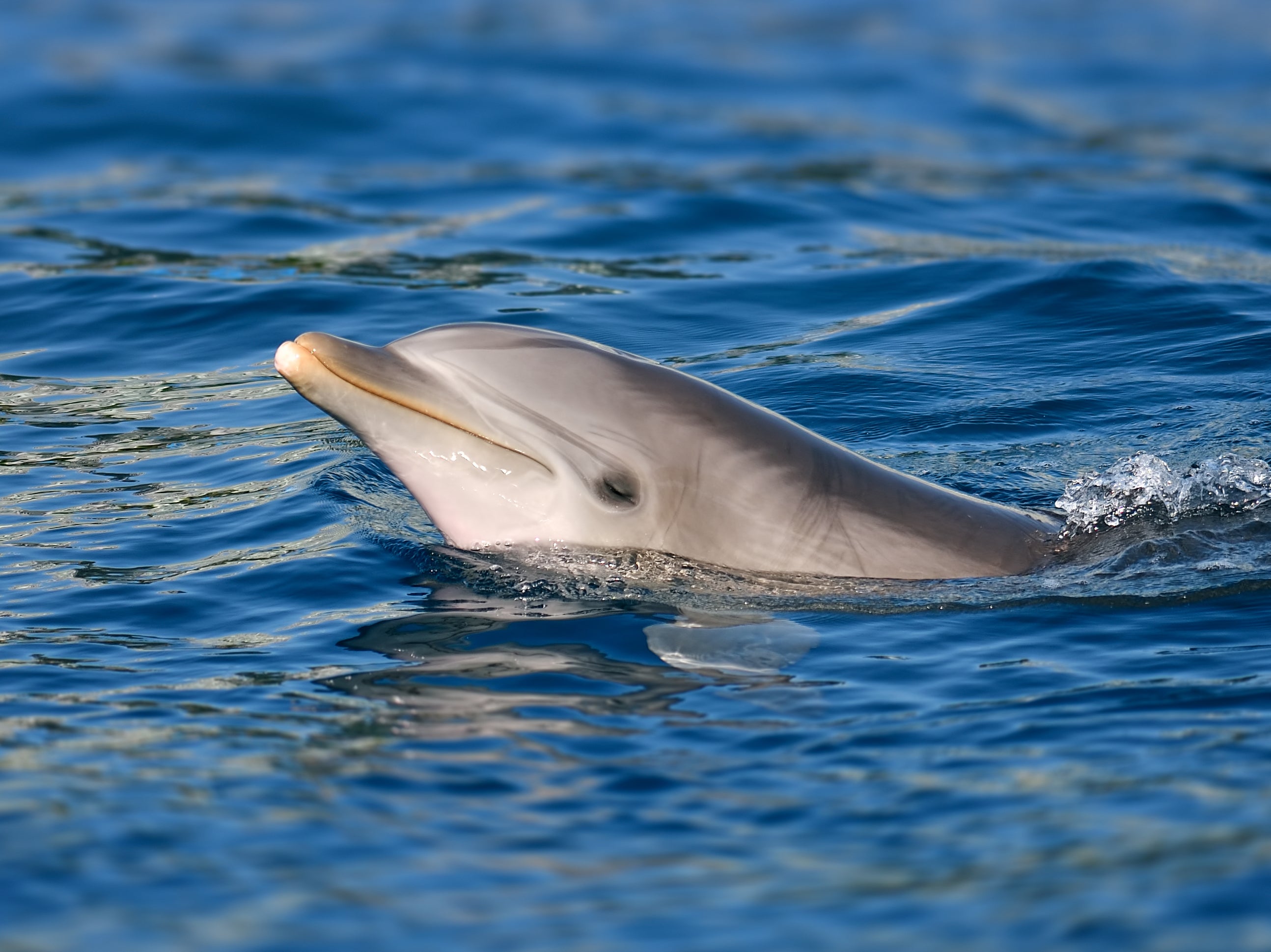 Female dolphins could have working clitorises, study suggests
