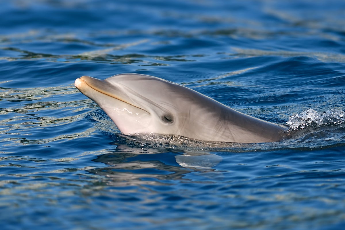 Warning over number of animals being stranded on UK coastline