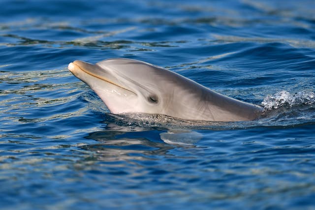 Las hembras delfín podrían tener clítoris funcionales, sugiere un estudio