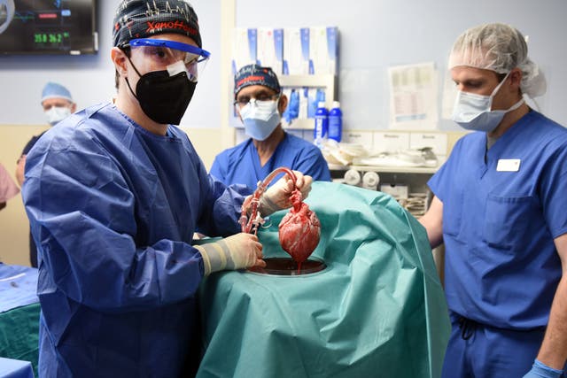 <p>Surgeons implant the heart of a genetically modified pig into a human as part of a life-saving operation</p>