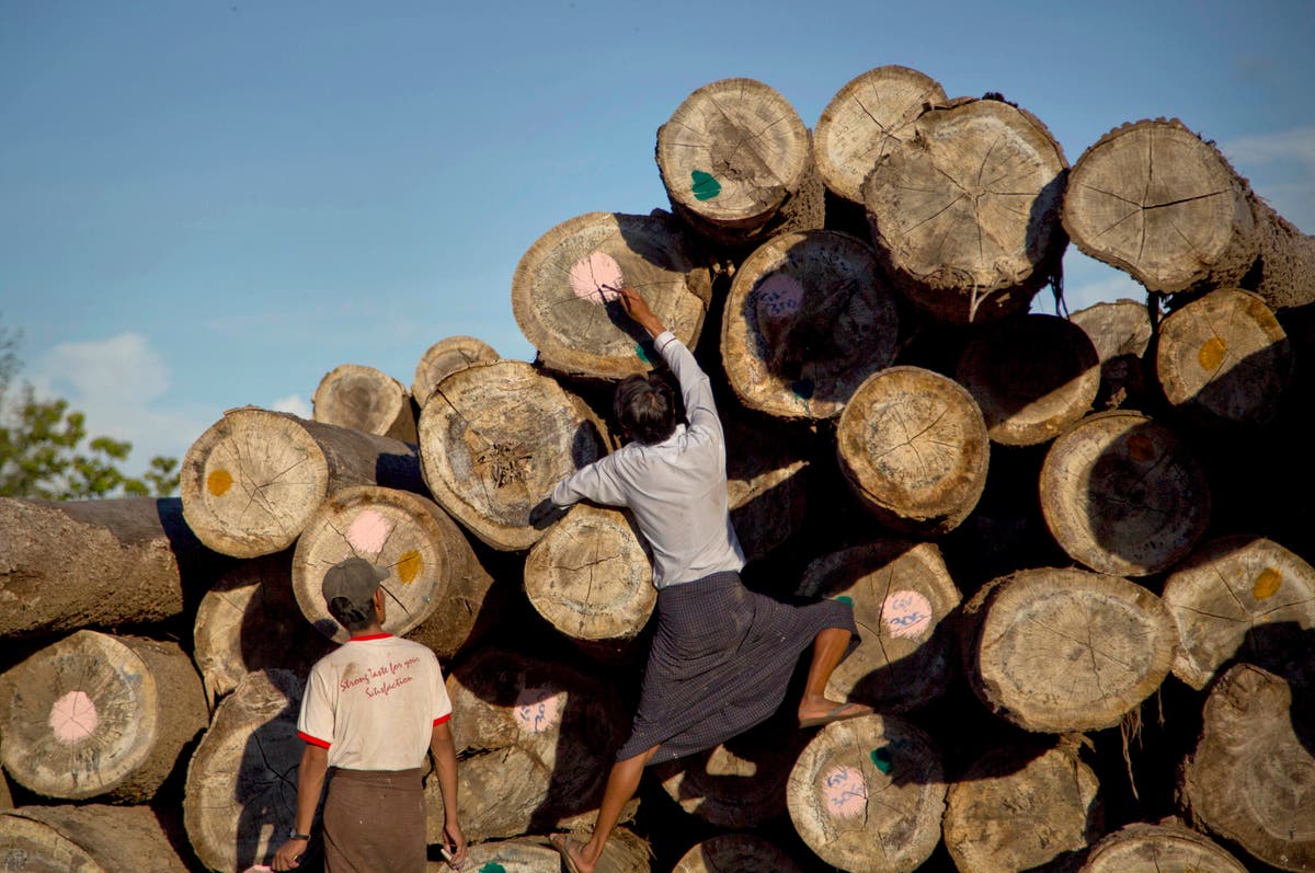 Trade data: Myanmar teak exports helping fund military rule