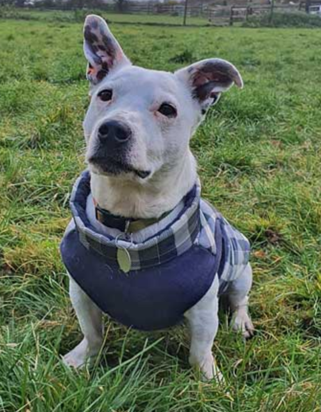 ‘Traffic jam’ caused by people rushing to donate duvets to dog rescue