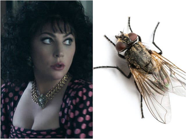 <p>Lady Gaga in ‘House of Gucci’, and a fly</p>