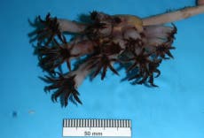 New species of deepwater soft coral discovered west of Scotland