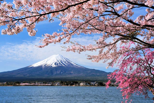 <p>Japan’s Mount Fuji in cherry blossom season</p>