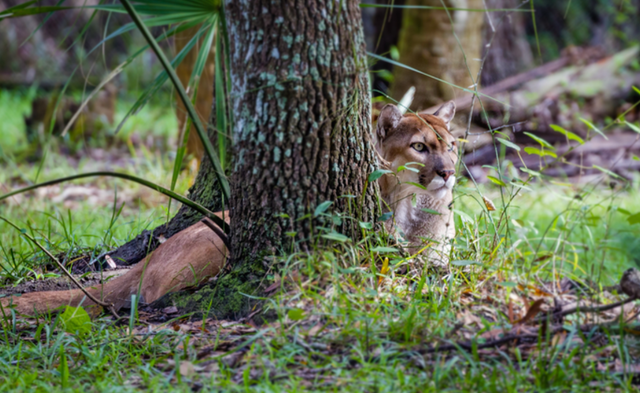 <p>An endangered Florida panther</p>