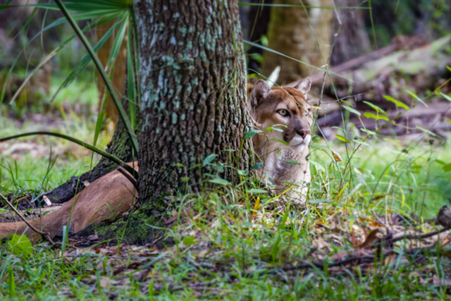 <p>An endangered Florida panther</p>