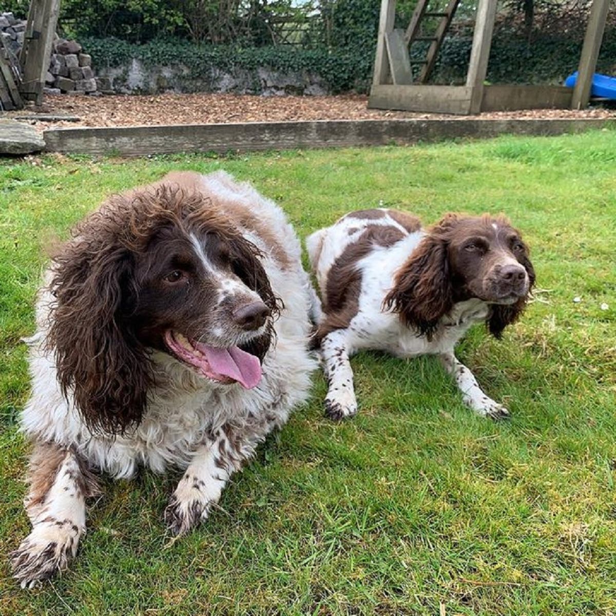Dog feared close to death happy and healthy after shedding half his bodyweight