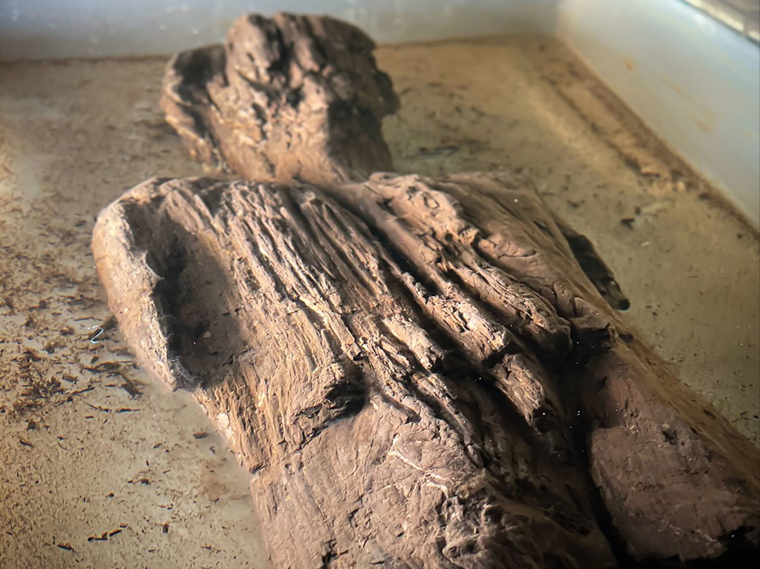 The model, cut from a single piece of wood, 67cm tall and 18cm wide, was found by archaeologists in a Roman ditch in a field in Twyford, Buckinghamshire