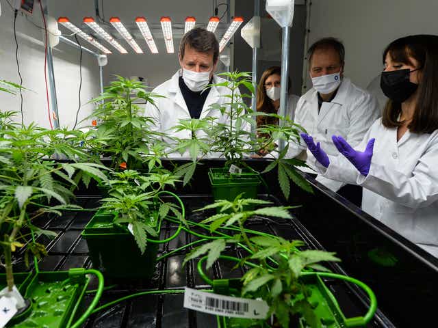 Un político francés visita un laboratorio de cannabis terapéutico en Angers, Francia, el 8 de enero de 2022