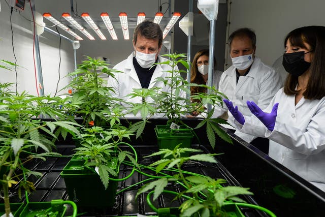 <p>A French politician visits a therapeutic cannabis laboratory in Angers, France, 8 January 2022</p>