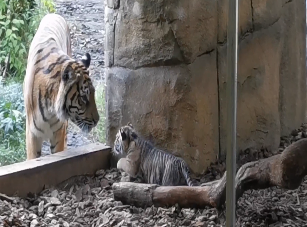 The tiger cub and mother at London Zoo (ZSL London Zoo/PA)