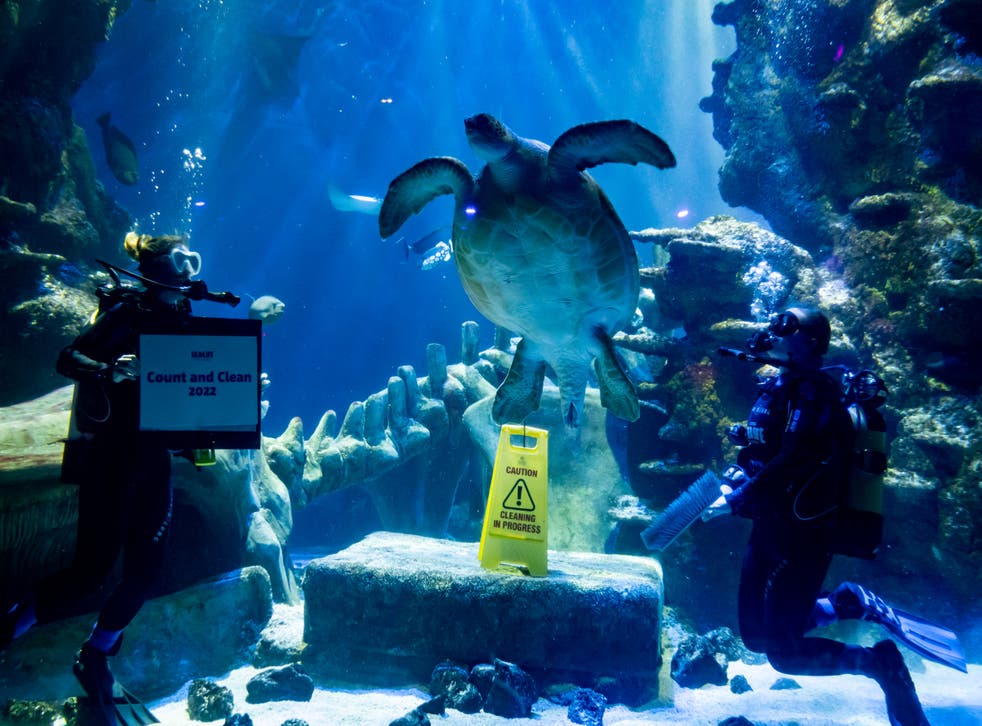 The annual event will include taking count of 90 marble jellyfish and a three metre-long sand tiger shark (PA)