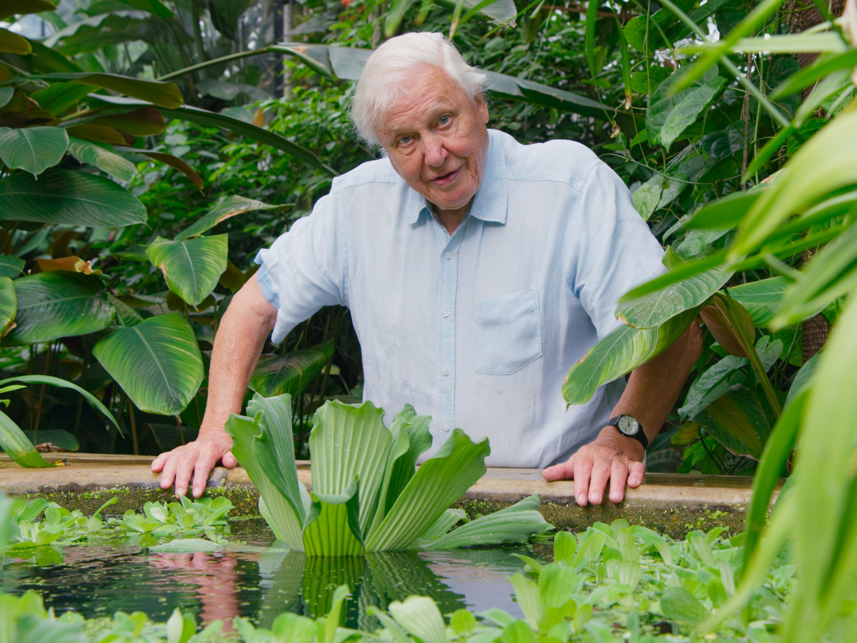 <p>Sir David Attenborough with a water lettuce plant, pistia stratiotes, at Kew Gardens, London</p>