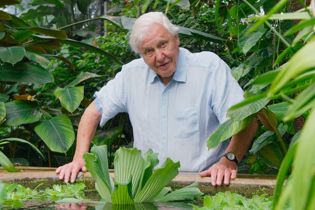 <p>Sir David Attenborough with a water lettuce plant, pistia stratiotes, at Kew Gardens, London</p>