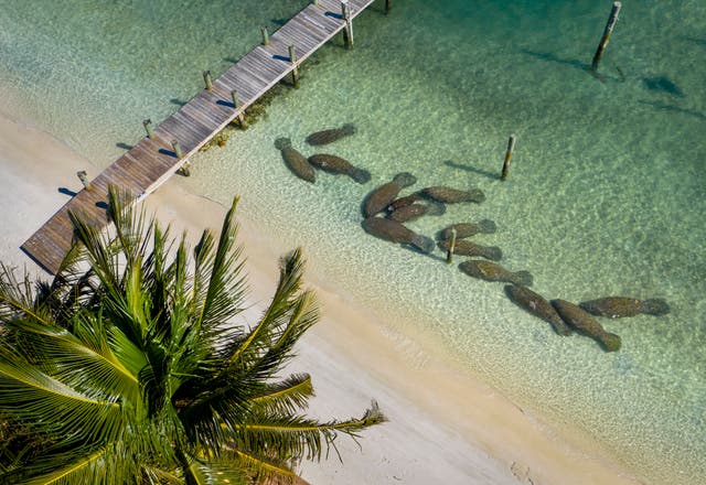 Dying Manatees