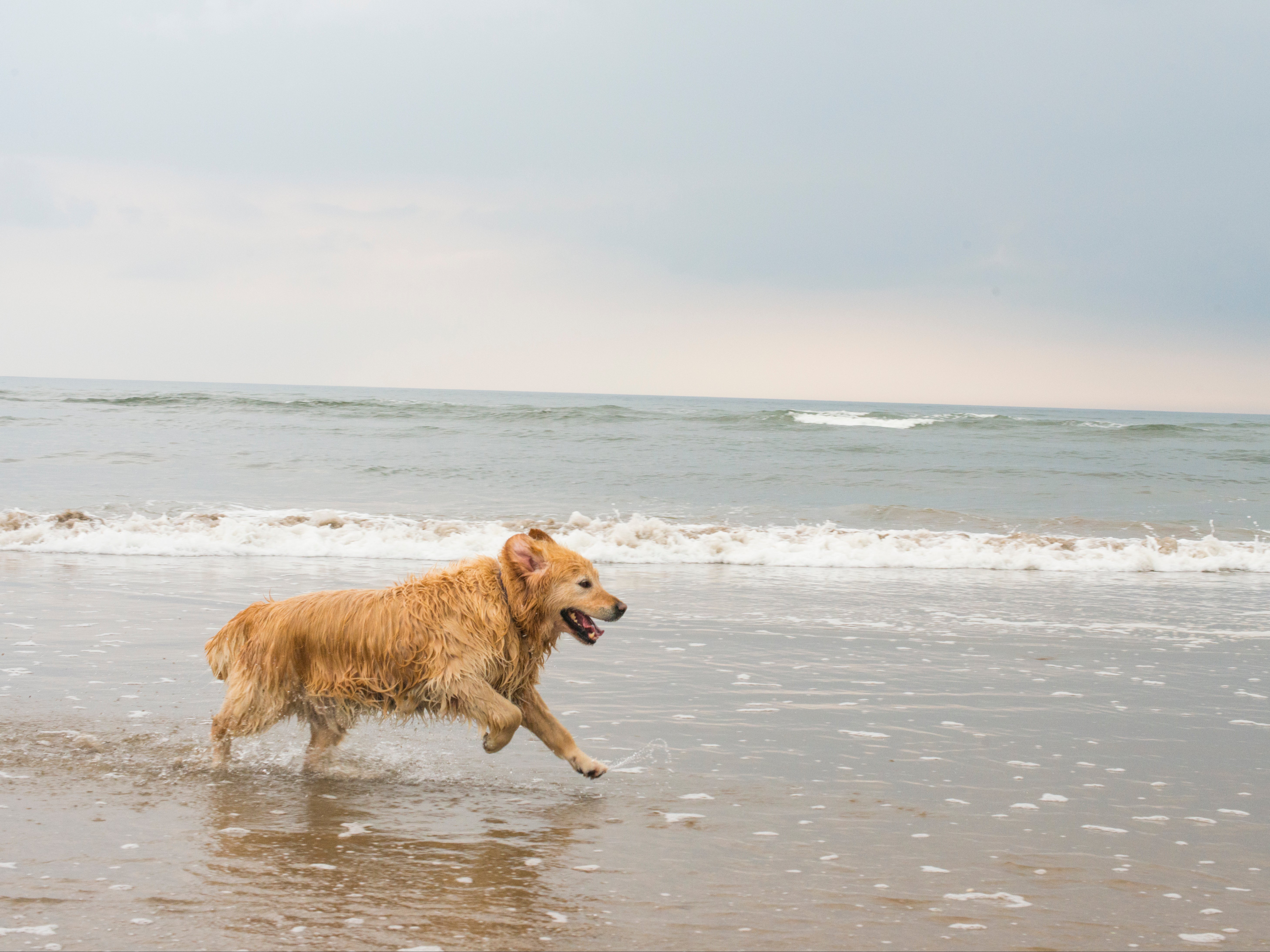 Dog owners warned to avoid beaches as mystery illness leaves hundreds of  pets unwell | The Independent