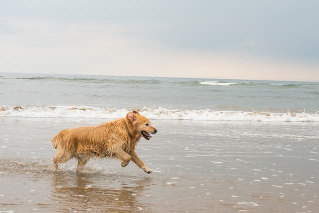 <p>A veterinary nurse has warned dog walkers to avoid beaches on the northeast coastline amid hundreds of reports of pets falling ill</p>