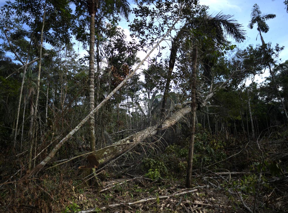 <p>World leaders promised to halt deforestation by 2030 at last year’s Cop26 summit </p>