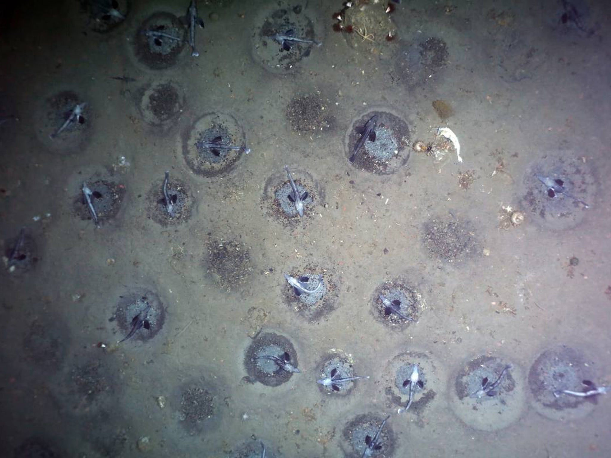 Dense field of icefish nests stretched miles across