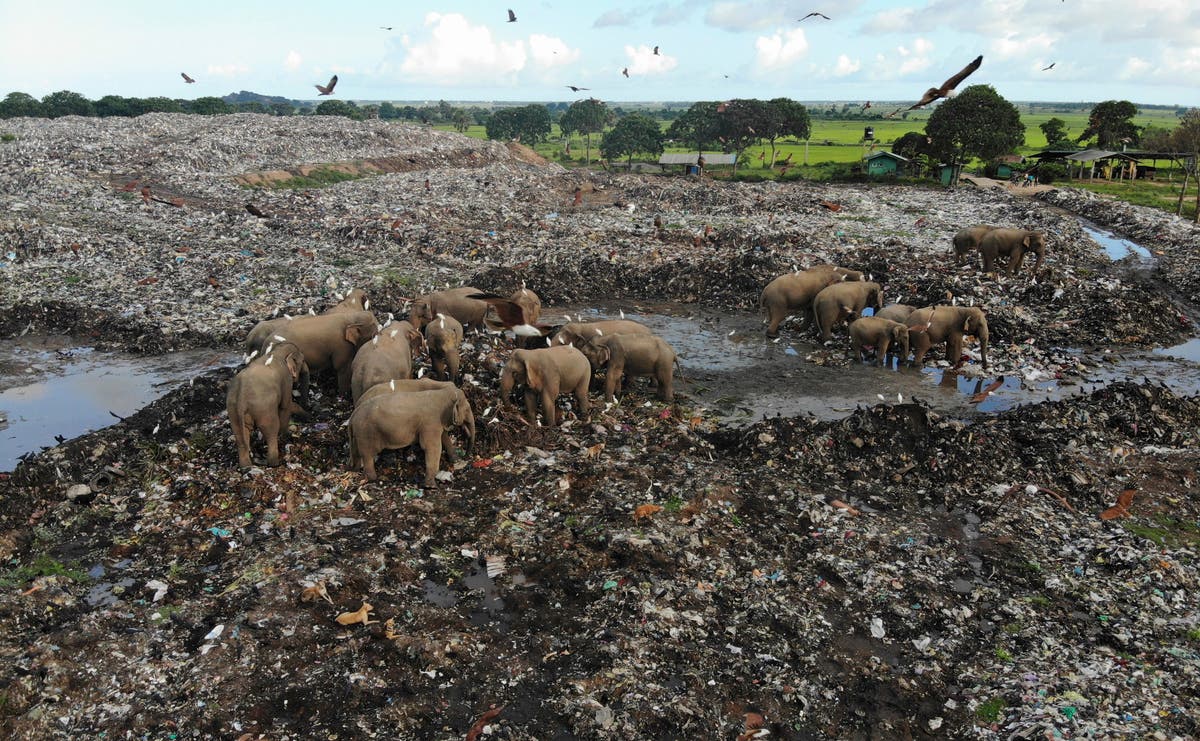 Elephants dying from eating plastic waste in Sri Lankan dump