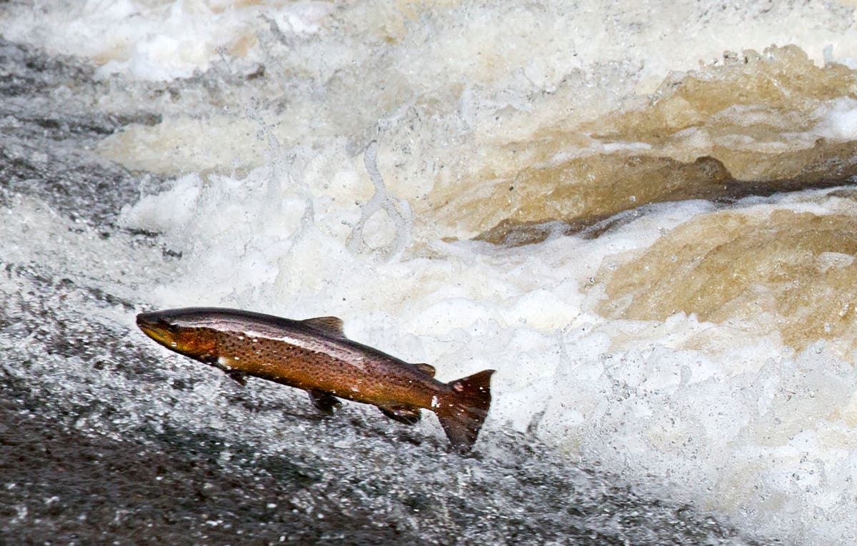 Strategy to save Scotland’s salmon from ‘crisis point’ is launched ...