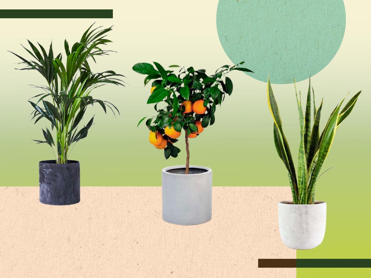 Best Places To Buy Plants  Online Garden Centres Nurseries And More The Independent - Best Outdoor Plants To Give As Gifts Uk