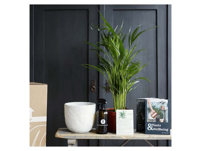 Best places to buy plants 2025: Online garden centres and nurseries ...