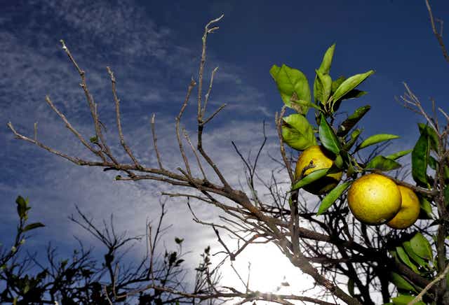 <p>Citrus trees in Florida </p>