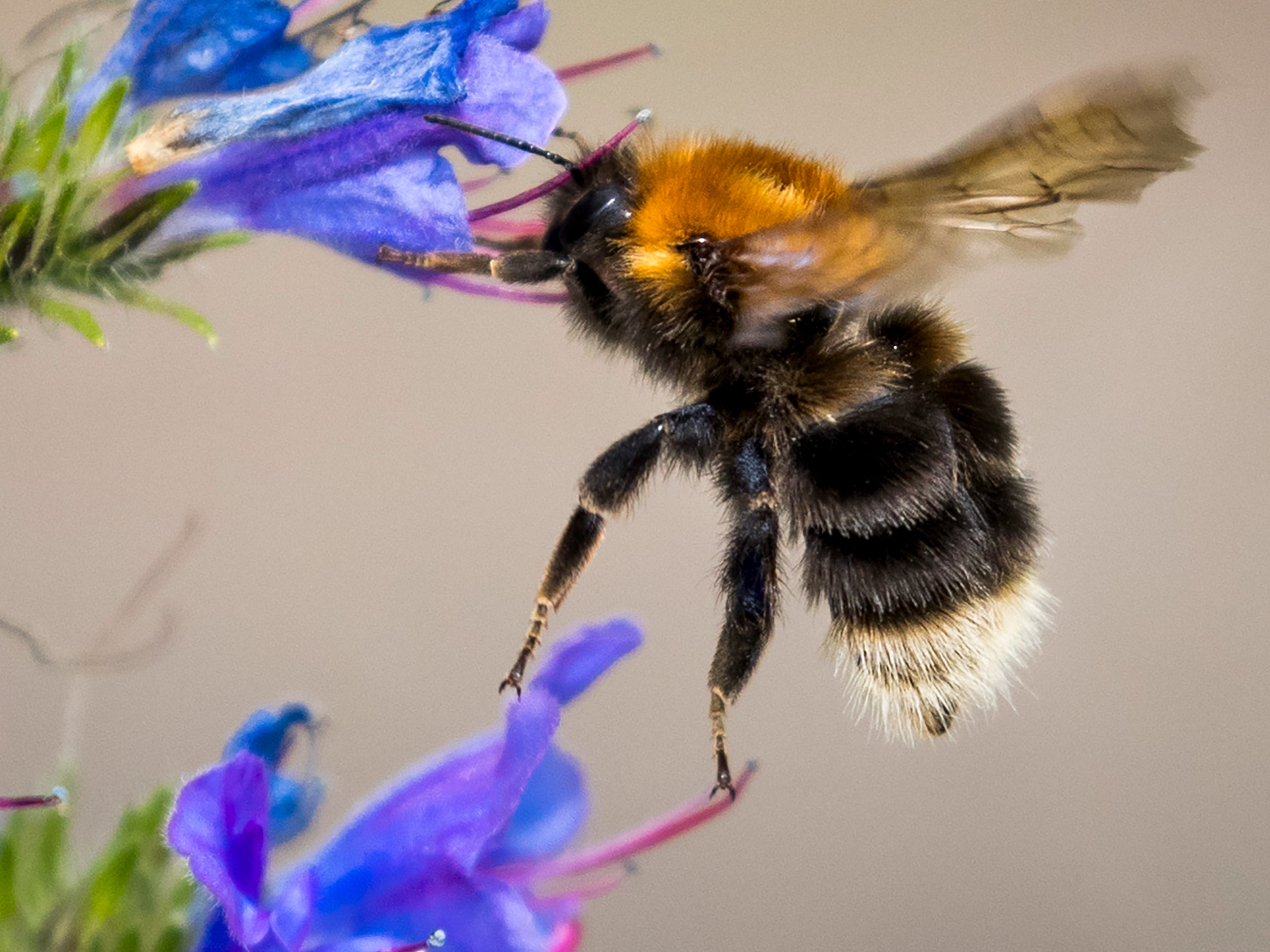 A third of the UK bees have disappeared in 10 years