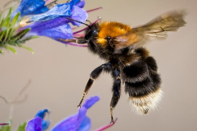 <p>A third of the UK bees have disappeared in 10 years </p>