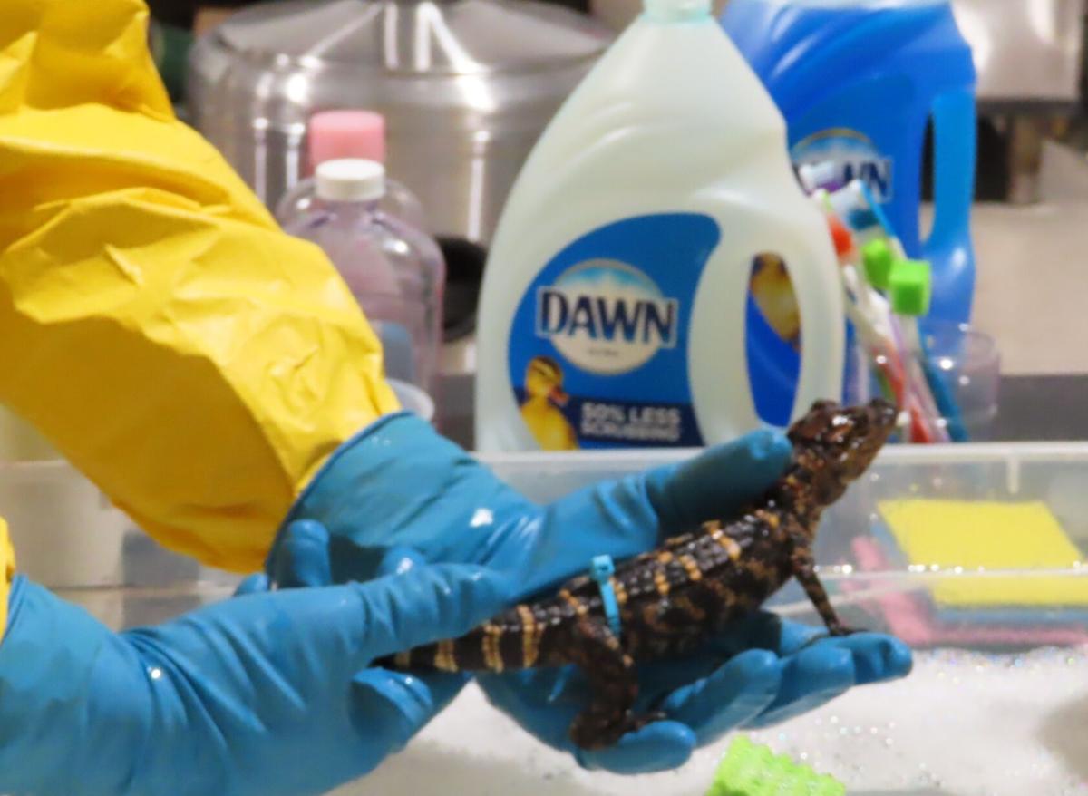 A technician cleans a juvenile alligator impacted by a December 2021 oil spill near New Orleans, Louisiana.
