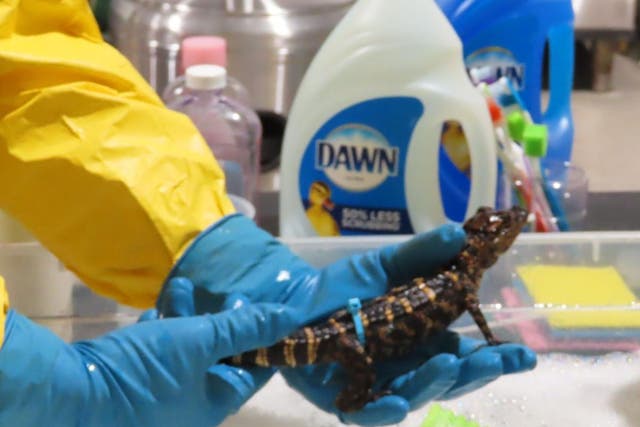 <p>A technician cleans a juvenile alligator impacted by a December 2021 oil spill near New Orleans, Louisiana. </p>