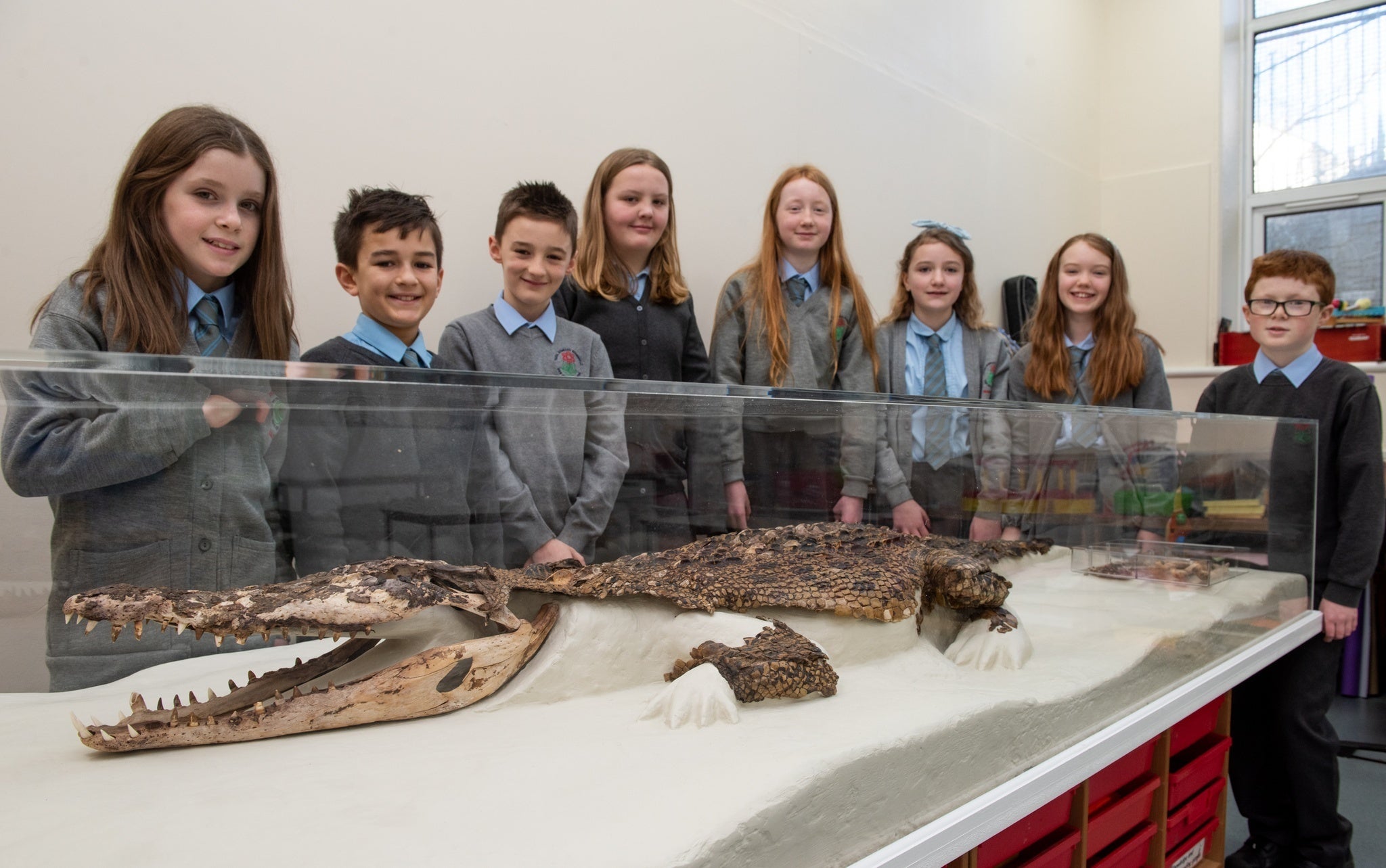 The meticulously conserved croc has been put on display at a Rhondda primary school for everyone to enjoy. (Rhondda Cynon Taf Council)