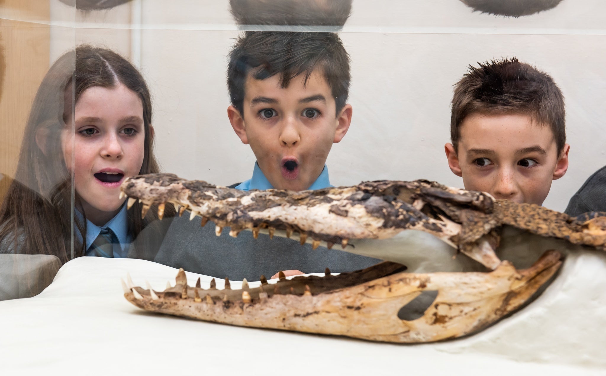 The meticulously conserved crocodile has been put on display at a Rhondda primary school for everyone to enjoy (Rhondda Cynon Taf Council/PA)